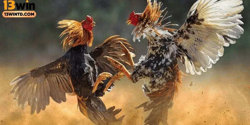 Đa dạng sân chơi hấp dẫn tại trang đá gà uy tín